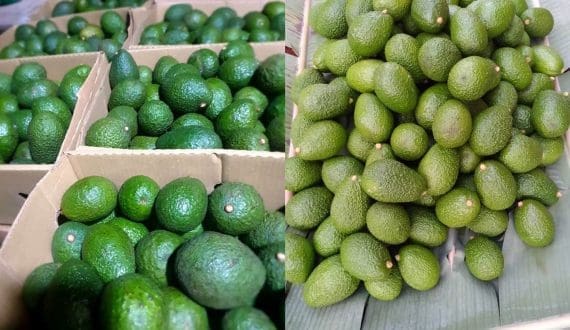 Thumbnail for Chilean companies join Samboa Network to boost apple production in Central Valley