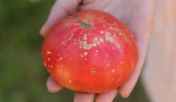 Thumbnail for Johnvents Group secures US$40.5M from BII invests to drive sustainability in cocoa agricultural sector