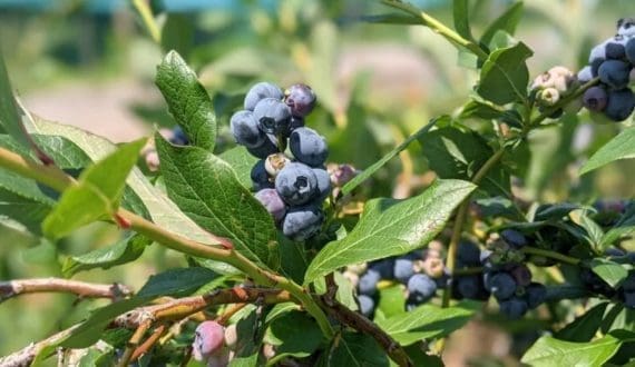 Thumbnail for Calbee, JA Shiretoko Shari partner to strengthen Japan’s potato supply