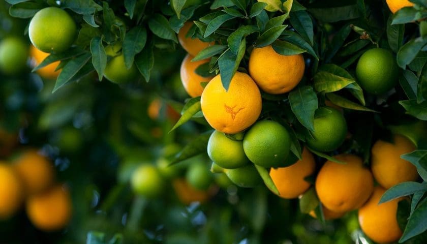 Thumbnail for Salix Fruits begins 2025 citrus season amid shifting trends