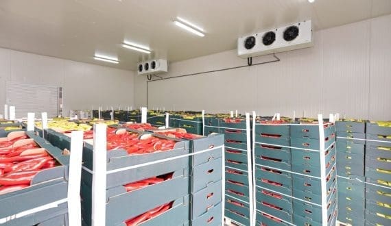 Thumbnail for Chilean companies join Samboa Network to boost apple production in Central Valley