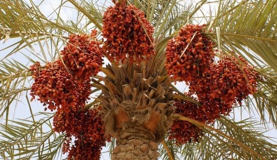 Thumbnail for MSMEDA, Erada Microfinance to boost Egypt’s fresh produce sector with US$1.2M investment