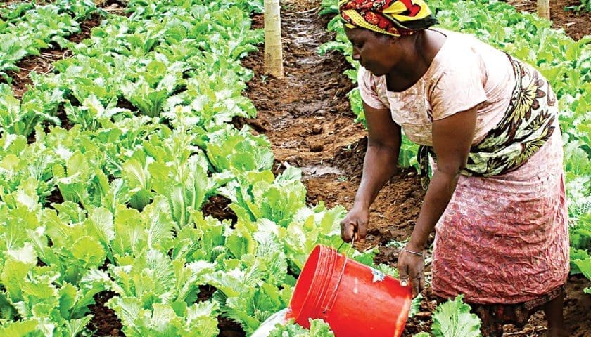 Thumbnail for High freight costs, cold chain issues threaten Nigeria’s horticulture exports