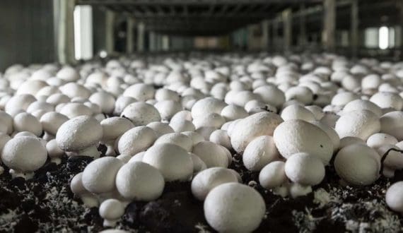 Thumbnail for Kraft Heinz strengthens portfolio with launch of new line of condiments