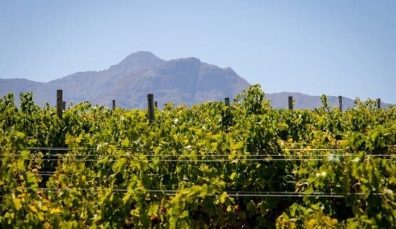 Thumbnail for Raízen reports 14% revenue growth despite net loss amid sugar production slump