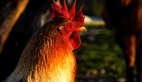 Thumbnail for US pork exports break records in 2024, beef value rises despite lower volume