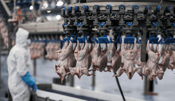 Thumbnail for Mars invests US$27M to support sustainable dairy farming