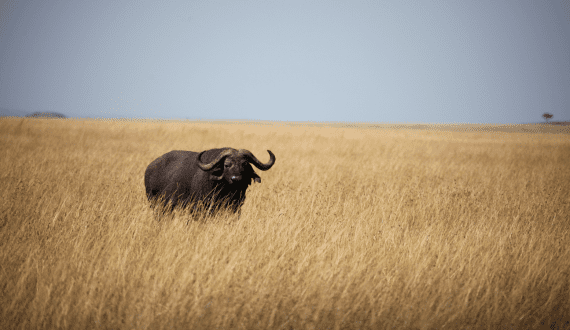 Thumbnail for Vion Food Group to sell its livestock trading business in Neumünster to ZNVG eG