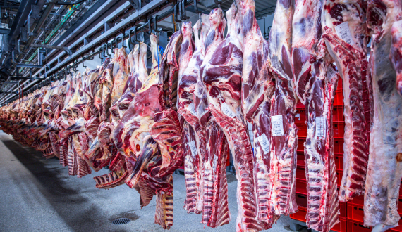 Thumbnail for Kenya launches 2025 macadamia harvest season, maintains ban on raw nut exports 