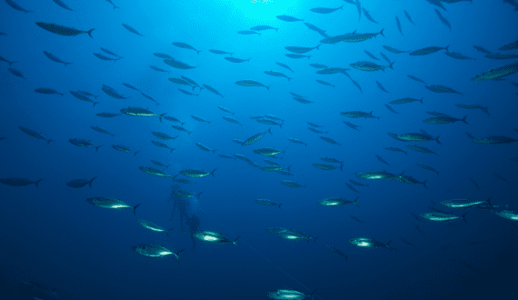 Thumbnail for OSI Group to acquire protein ingredients supplier Karnova Food Group