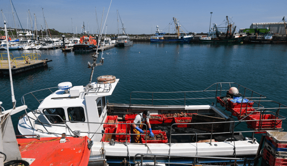 Thumbnail for South Africa’s egg production rebounds as industry recovers from Bird Flu