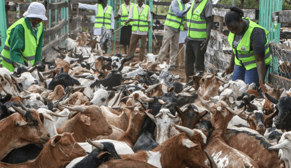 Thumbnail for Turkey begins egg exportation to United States