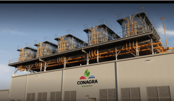 Thumbnail for Indian agric university announces grafting technology to protect tomato crops