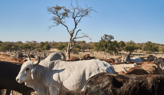 Thumbnail for Egypt moves forward with US$3.3M poultry equipment assembly project