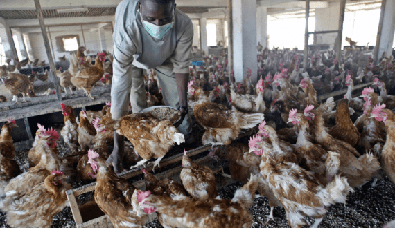 Thumbnail for Germany’s meat production shows rise in 2024 after years of decline