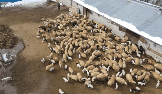 Thumbnail for Côte d’Ivoire expands potato and onion production with Dutch support