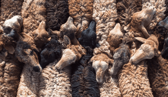 Thumbnail for Upside Foods to move forward with plans to launch chicken shreds in the US