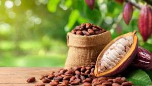 Cocoa price surge boosts export earnings in Nigeria, Ghana and Côte d’Ivoire despite production declines 