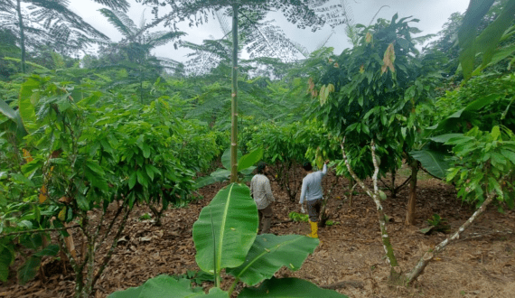 Thumbnail for Blue Diamond, Mike’s Hot Honey partner to launch spicy snacks