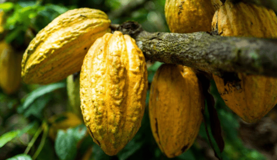 Thumbnail for Bikanervala Foods invests US$9.18M to launch new manufacturing facility