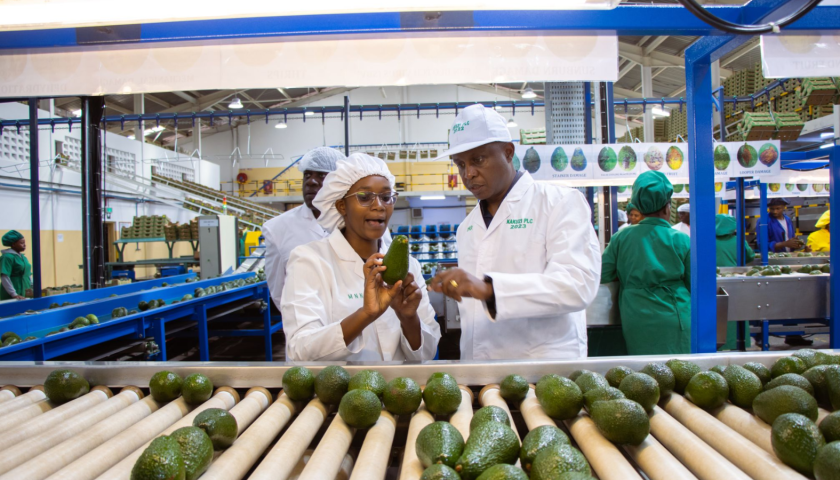 Thumbnail for Kakuzi to offer free avocado maturity testing as Kenya resumes exports