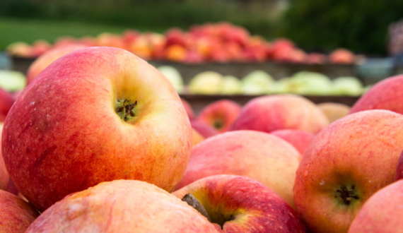 Thumbnail for Zimbabwe offers to supply Sudan with tea amid Kenya import ban