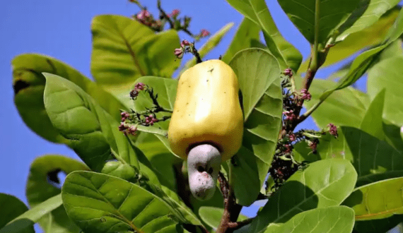 Thumbnail for UK, Philippines agree to lift trade restrictions on beef, poultry exports