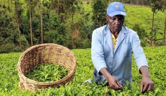 Thumbnail for Burkina Faso to invest US$2.3M in new abattoir to boost meat industry, reduce exports