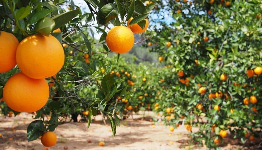 Thumbnail for CGA to tackle industry challenges at upcoming Citrus Summit