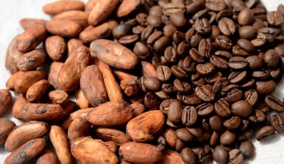 Thumbnail for Cameroon’s agro-food exports surge as cocoa, coffee and rubber drive 6.9% rise in export price index 