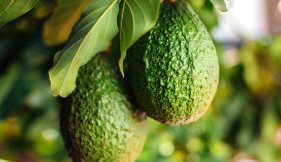 Thumbnail for Mission Barns receives FDA approval to sell cultivated pork products in the US