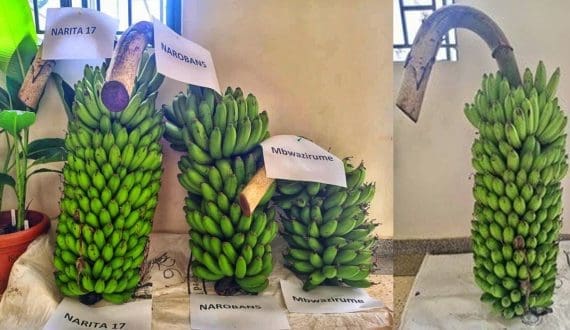 Thumbnail for Uganda introduces high-yielding banana variety to boost farmers’ productivity