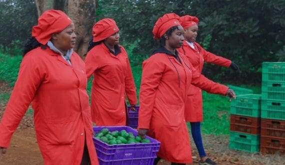 Thumbnail for US pork industry calls for tarriff exemption by Canada