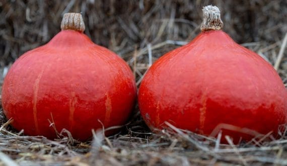 Thumbnail for Vitalis Organic Seeds introduces efficient organic pumpkin variety