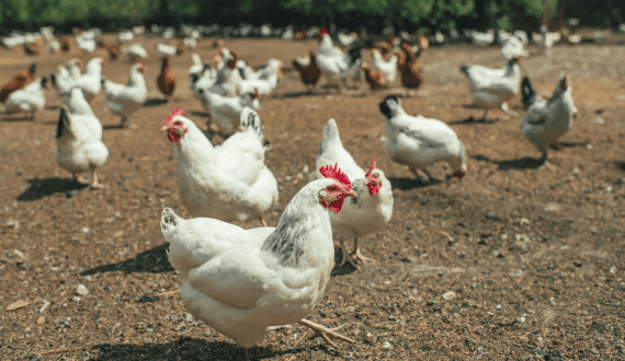 Thumbnail for Bird flu kills over 30 million US layers in 2025 – USDA AMS