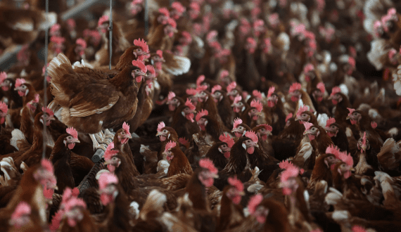 Thumbnail for RCL Foods reports 38.8% increase in half-year earnings for FY2025