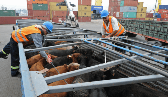 Thumbnail for Beyond Meat faces ongoing demand challenges as losses widen