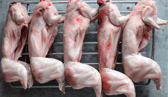 Thumbnail for Tunisia strengthens support for date farmers facing drought and pests