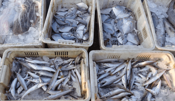 Thumbnail for Wayne-Sanderson Farms tracks retail chicken demand in 2025