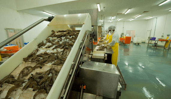 Thumbnail for Tanzania launches project to boost sugar production with high-yielding seed varieties 