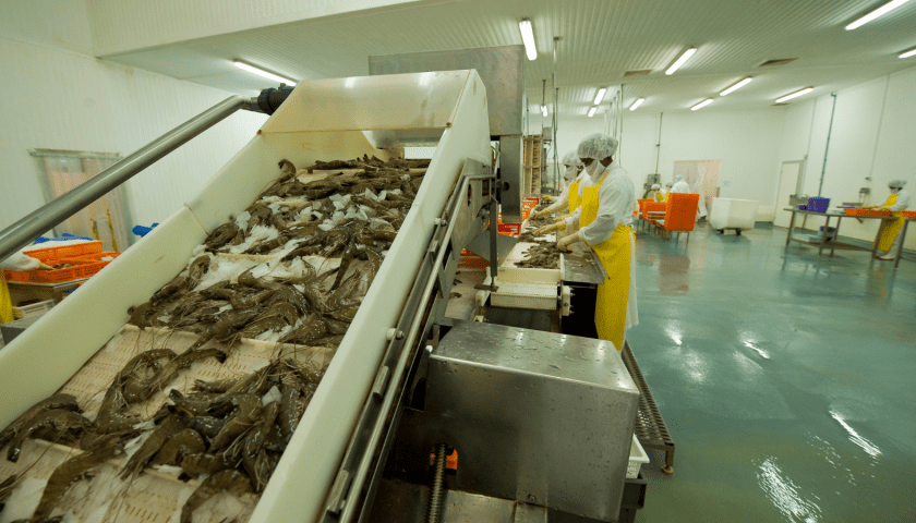 Thumbnail for Madagascar’s shrimp export revenue decline amid production drop, hits US$22.5M