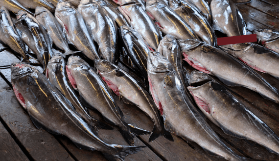 Thumbnail for Global beef production shrinks as demand remains high – RaboResearch