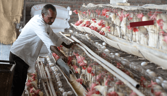 Thumbnail for HKFoods to shut down Paimio slaughterhouse in cost-cutting measure