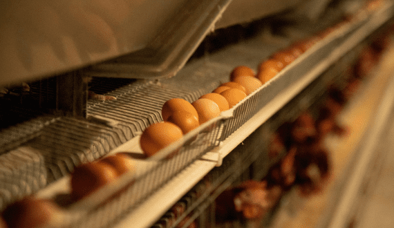 Thumbnail for SPAR expands with high-end grocery chain in South Africa