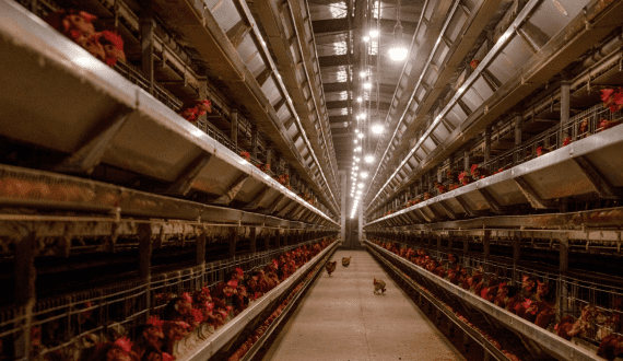 Thumbnail for Livetec Systems rolls out Livestock Protect for avian flu management