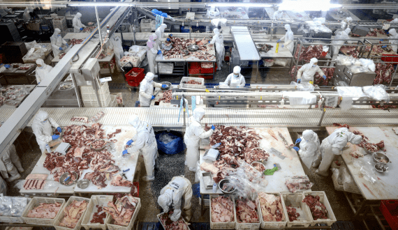 Thumbnail for Major cherry grower Cherri Global goes into liquidation