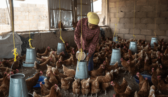 Thumbnail for Global Eggs to acquire Hillandale Farms for US$1.1B