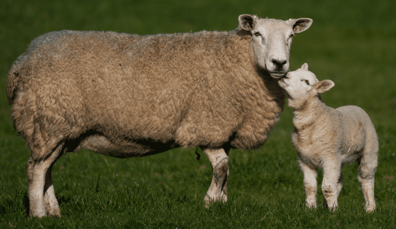 Thumbnail for Bird flu (H5N1) found in sheep for the first time ever