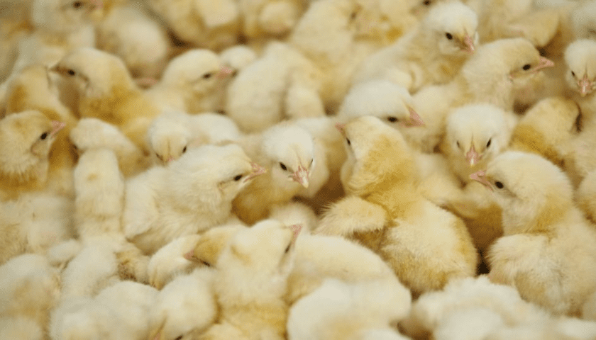 Thumbnail for Madagascar’s poultry industry expands as day-old chick placement begins