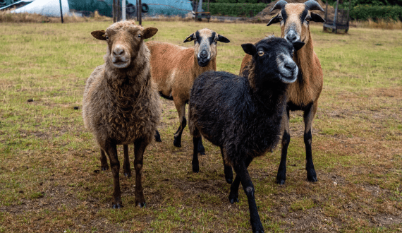 Thumbnail for Cargill Incorporated set to expand its business in China